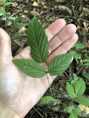 Rubus argutus
