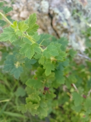 Ribes inerme