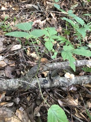 Rubus argutus