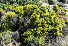 Anthyllis hermanniae melitensis