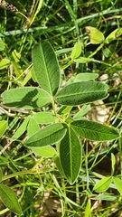 Trifolium alpestre