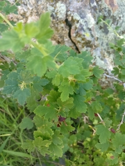 Ribes inerme