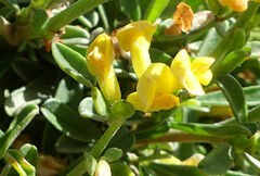 Anthyllis hermanniae melitensis