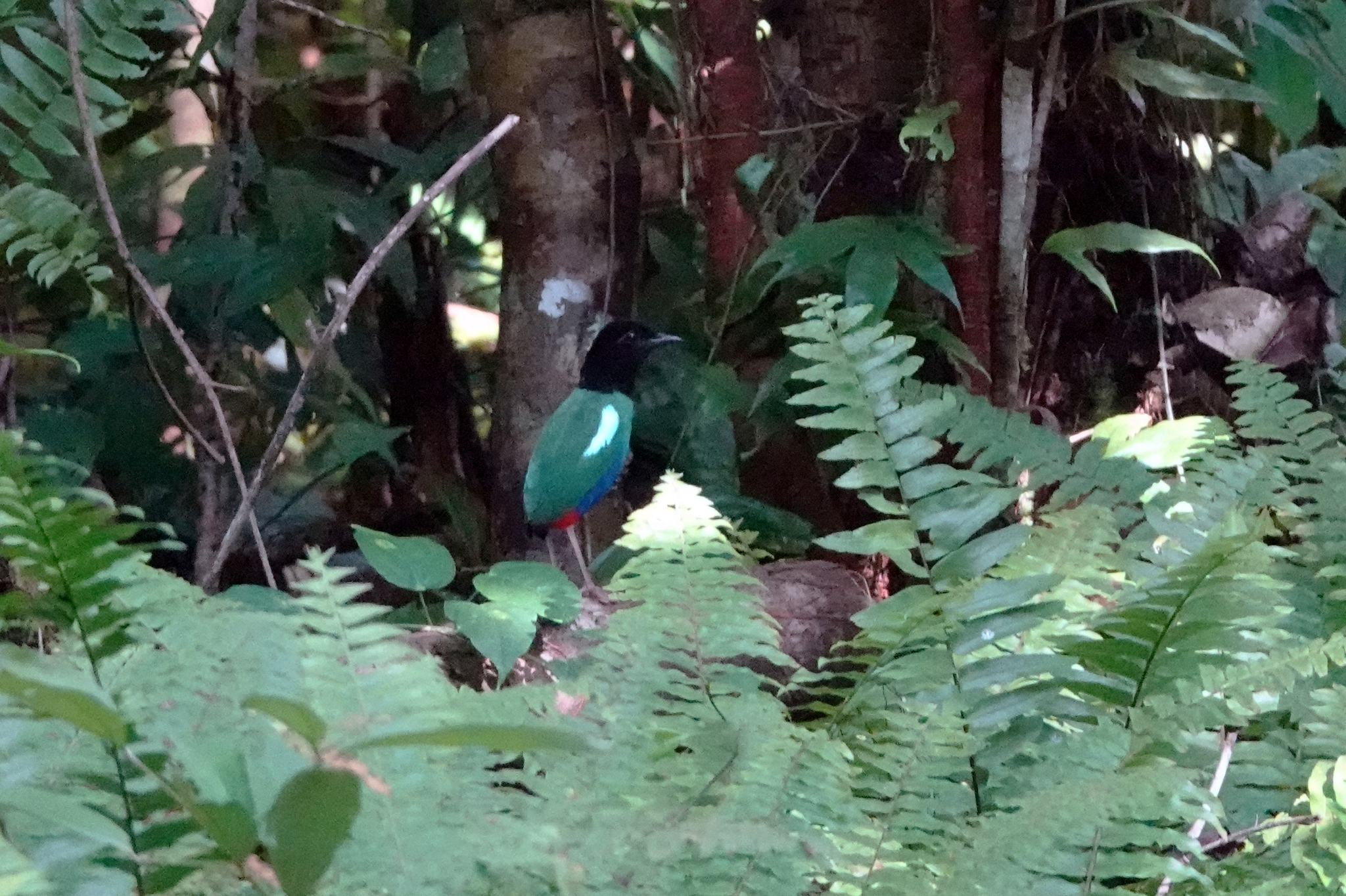 Biak Hooded Pitta (Pitta rosenbergii), photo 3