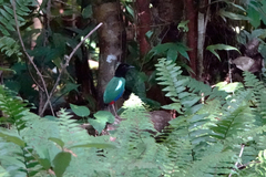 Biak Hooded Pitta photo 2