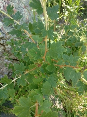 Ribes inerme