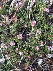 Kalmia procumbens