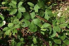 Rubus