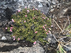 Kalmia procumbens