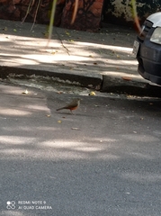 Turdus rufiventris