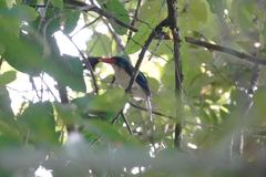 Tanysiptera riedelii