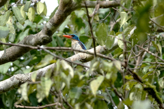 Tanysiptera riedelii