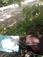 Sceloporus olivaceus