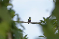 Ptilinopus speciosus