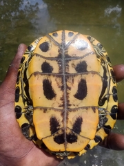 Trachemys scripta elegans