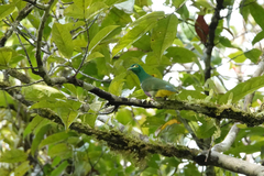 Ptilinopus speciosus