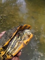 Trachemys scripta elegans