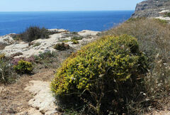 Anthyllis hermanniae melitensis