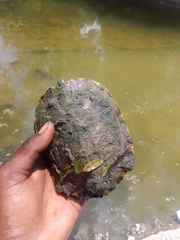 Trachemys scripta elegans