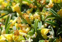 Anthyllis hermanniae melitensis