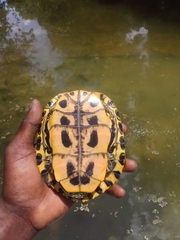 Trachemys scripta elegans
