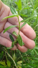 Polygaloides chamaebuxus