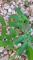 Ailanthus altissima