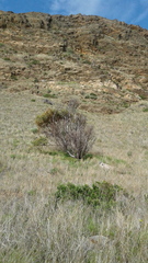 Acacia pycnantha