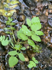 Berula