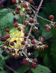 Rubus