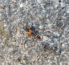 Platydracus stercorarius