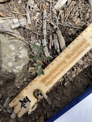 Trifolium gymnocarpon