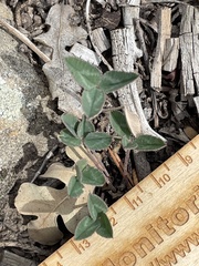 Trifolium gymnocarpon