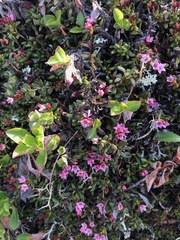 Kalmia procumbens