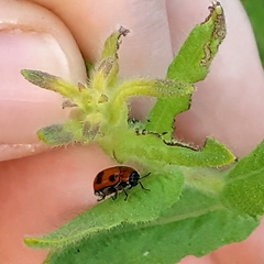 Tituboea sexmaculata