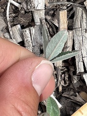 Trifolium gymnocarpon