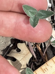 Trifolium gymnocarpon