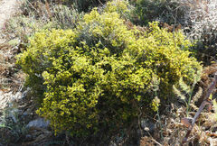 Anthyllis hermanniae melitensis