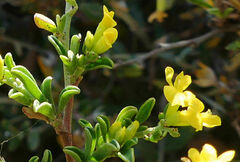 Anthyllis hermanniae melitensis