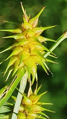 Carex lepidocarpa