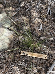 Piptatheropsis micrantha