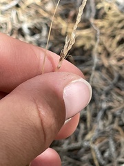 Piptatheropsis micrantha