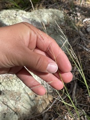 Piptatheropsis micrantha