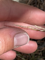 Piptatheropsis micrantha