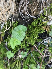 Rubus arcticus