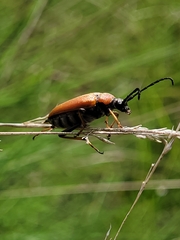 Stictoleptura rubra