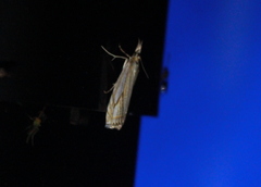 Crambus agitatellus