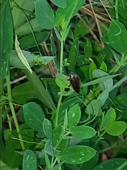 Ectobius sylvestris