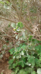 Chenopodium parabolicum