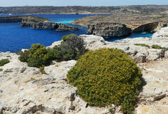 Anthyllis hermanniae melitensis